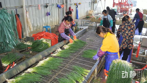 多彩贵州网 贵州蔬菜工 劳务品牌带动超6万人就近就业